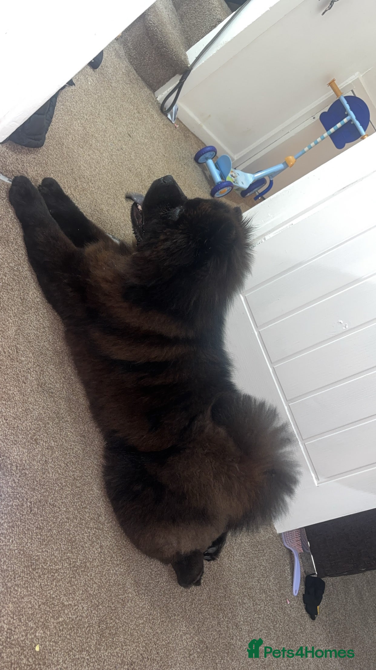 Chow Chow dogs Chow chow - Advert 1