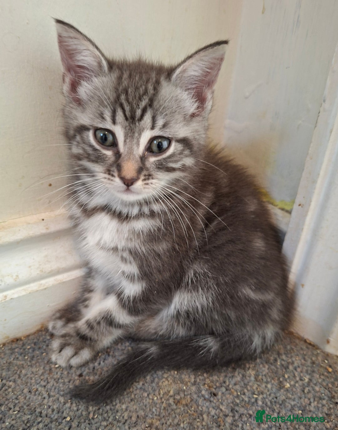 Maine Coon cats for sale: Gorgeous Maine Coon Cross Siamese kittens - Image 5