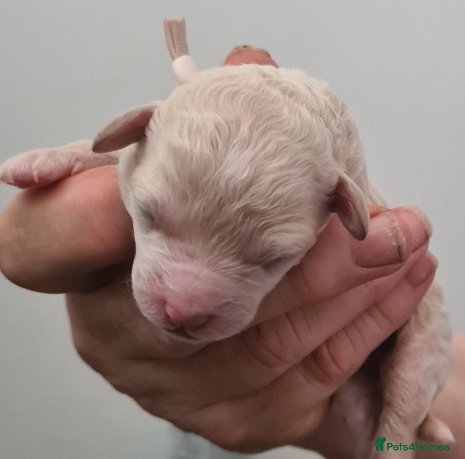 Poochon dogs for sale: Beautiful poochons  - Advert 6