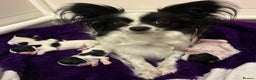 Papillon dogs for sale: Females and Male Cuddles Papillon Pups - Advert 4
