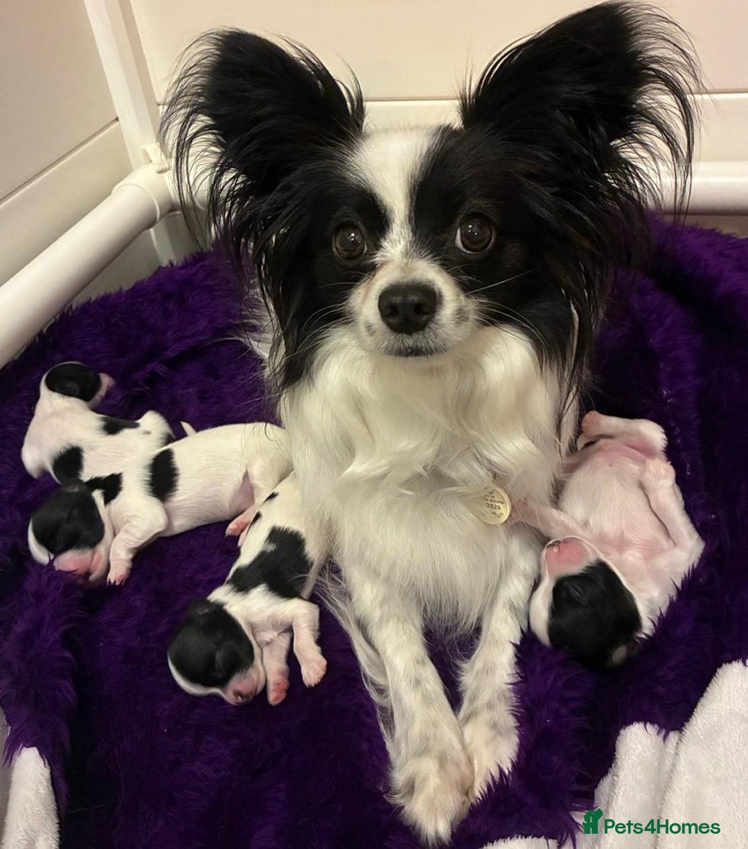 Papillon dogs for sale: Females and Male Cuddles Papillon Pups - Advert 4