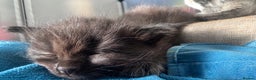 Maine Coon cats for sale: Maine coon cross kitten  - Advert 3