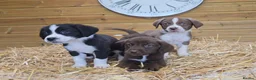 Mixed Breed dogs for sale: Beautiful Newfound puppies now available ☺️ - Advert 7