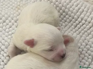 Coton De Tulear dogs Pure Coton de Tulear puppies - Advert 7