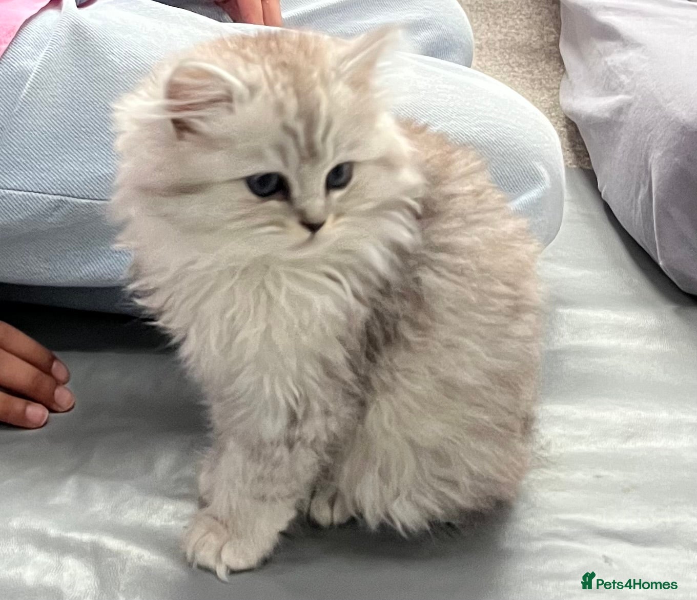 Ragdoll cats Ragdoll kitten - female 12 weeks old - Advert 3