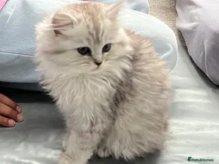 Ragdoll cats Ragdoll kitten - female 12 weeks old - Advert 6