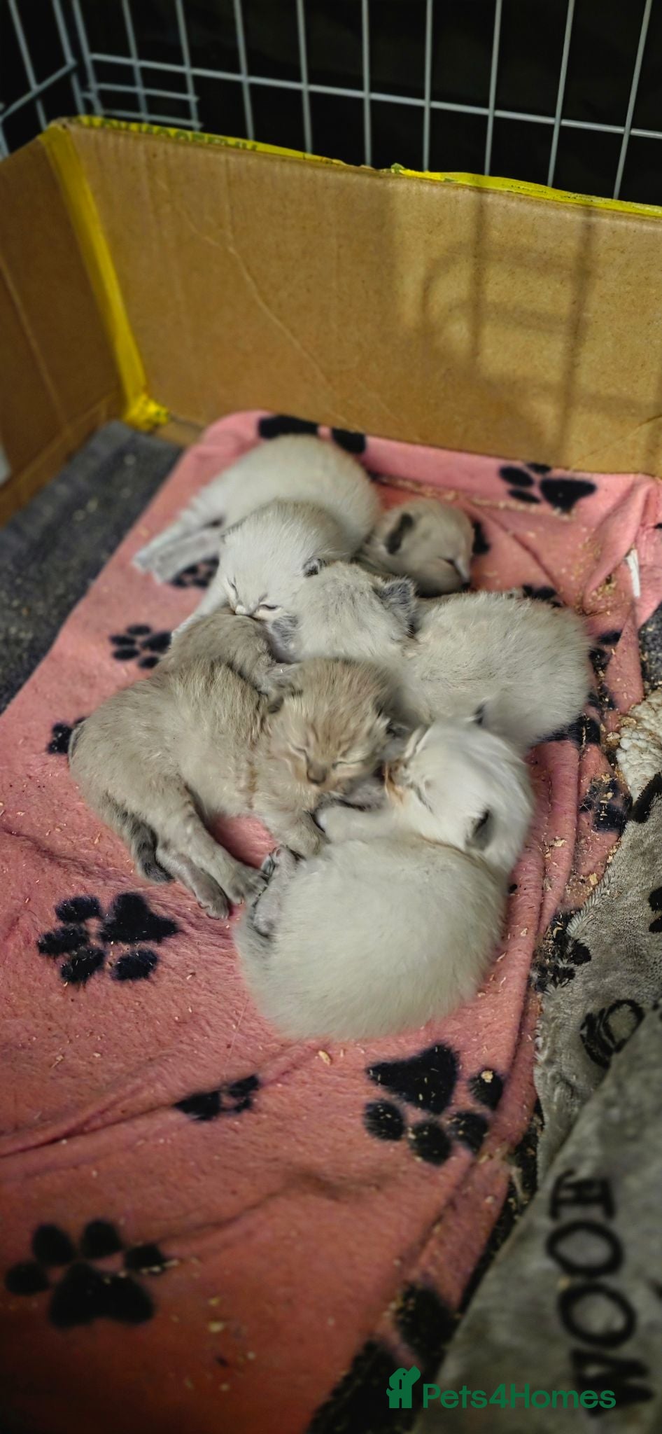 Ragdoll cats 5 ragdoll kittens available  - Advert 3