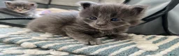 Maine Coon cats for sale: Stunning TICA Russian Maine Coon 1 left! - Advert 13