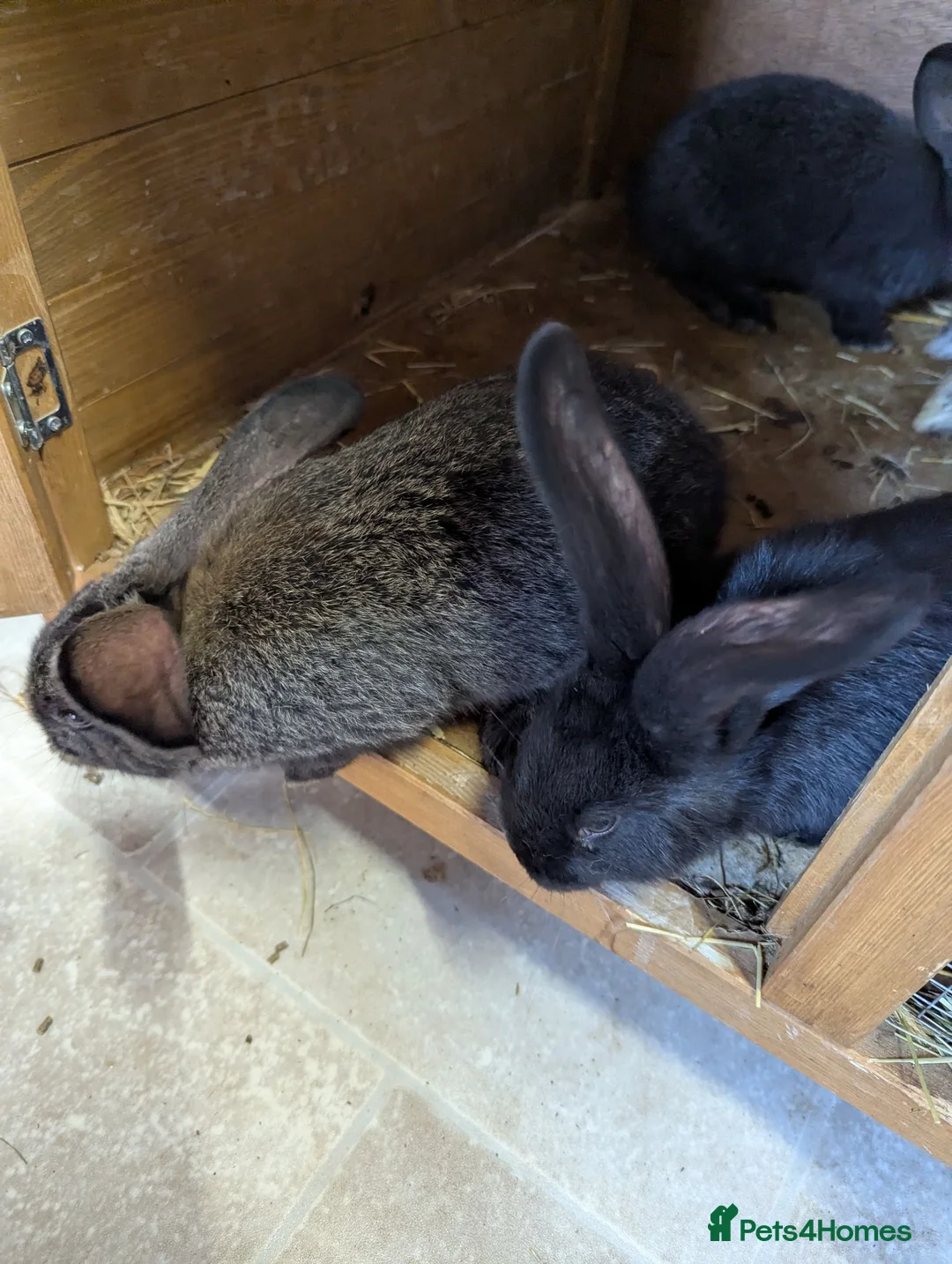 Flemish rabbits for sale: Flemish giants  - Advert 2