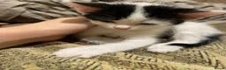Mixed Breed cats for sale: Kittens ready  in Swansea - Advert 3