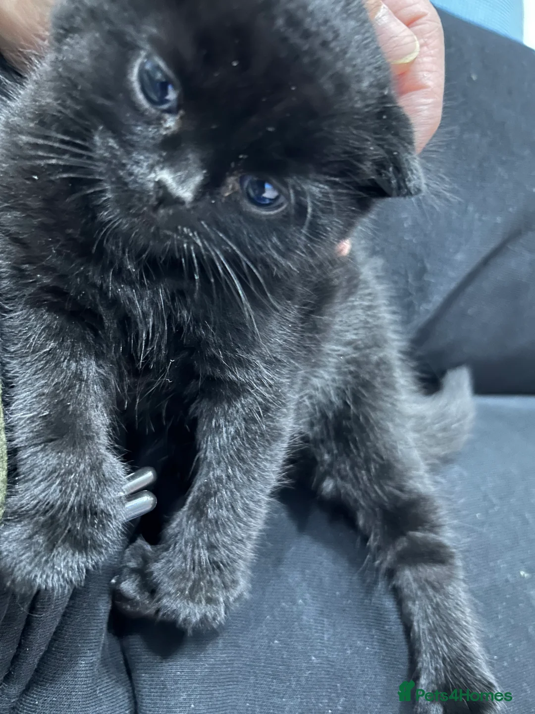 Scottish Fold cats for sale: Scottish Fold Black Girl  - Advert 2