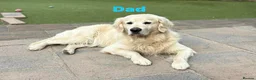 Golden Retriever dogs for sale: Our Beautifil KC registered Golden Retriever   in Leeds - Advert 20