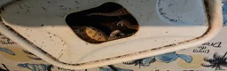 Leopard Gecko reptiles for sale: Rehoming our Leopard ghecko Romeo with full set up - Advert 4