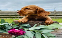 Cocker Spaniel dogs for sale: Handsome Golden Cocker Boys - Image 14