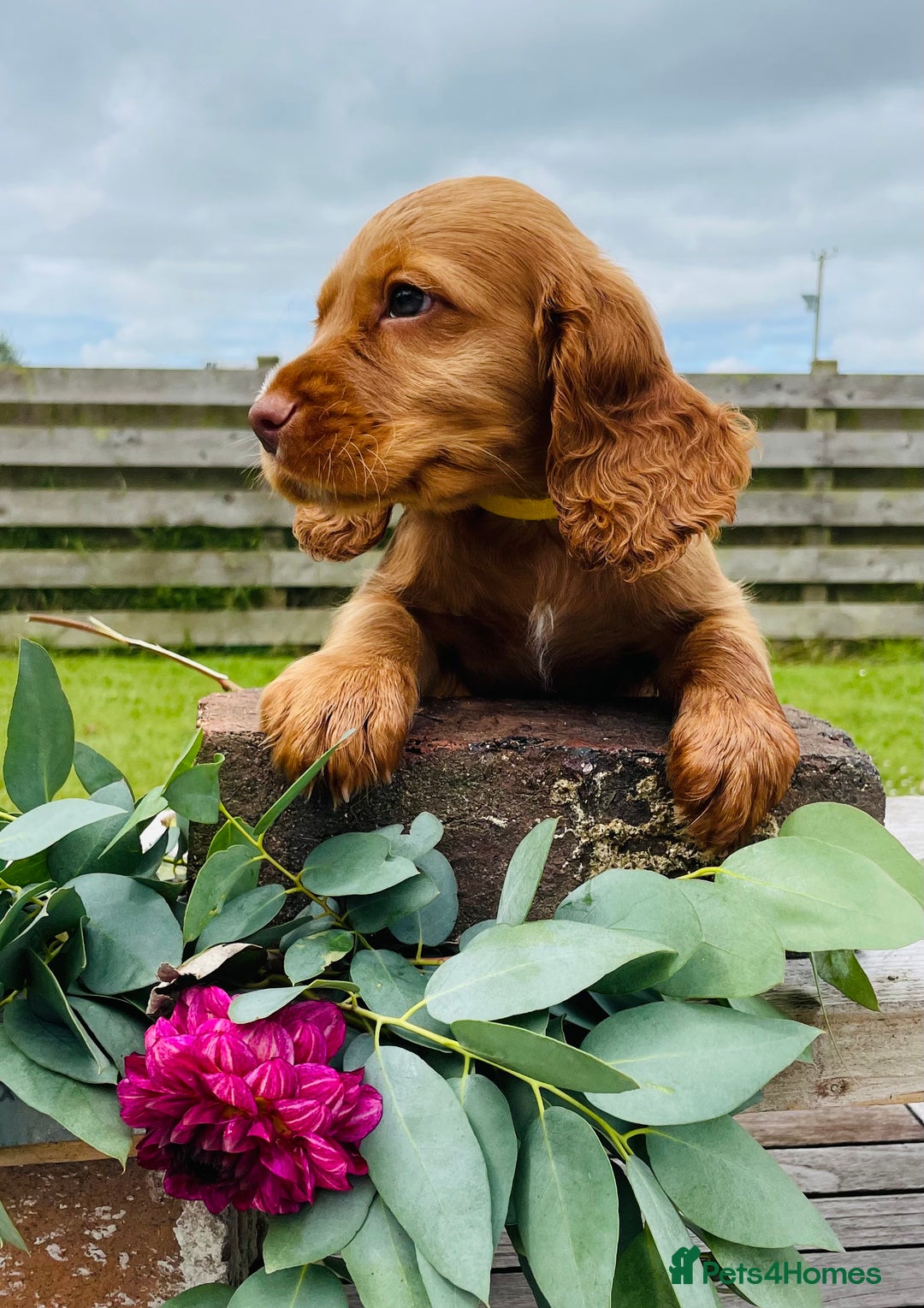 Cocker Spaniel dogs for sale: Handsome Golden Cocker Boys - Image 14