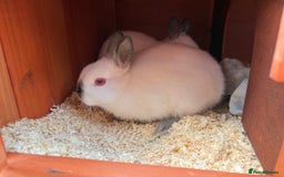 Netherland Dwarf rabbits for sale: Himalayan Netherland Dwarfs 11 weeks old - Image 2