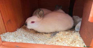 Netherland Dwarf rabbits - Advert 9