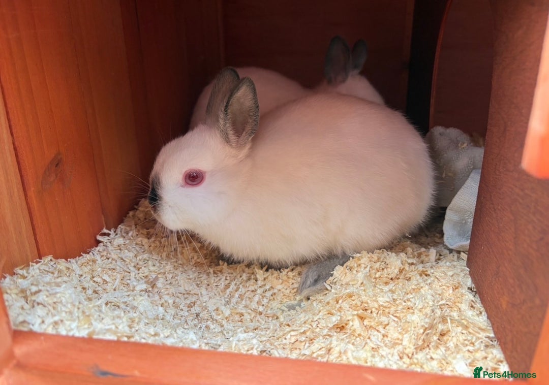 Netherland Dwarf rabbits for sale: Himalayan Netherland Dwarfs 11 weeks old - Image 2