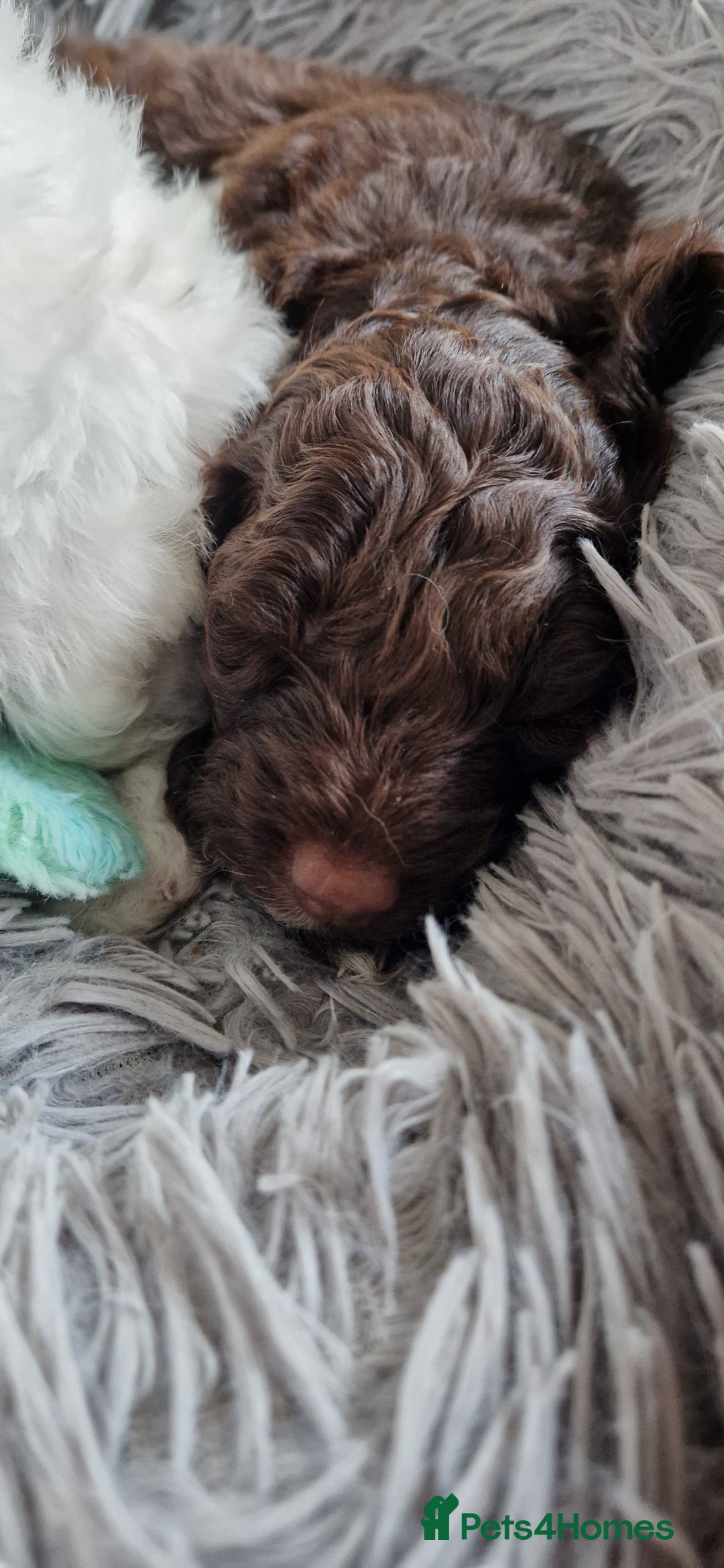 Cockapoo dogs for sale: Boy cockapoos  - Image 3