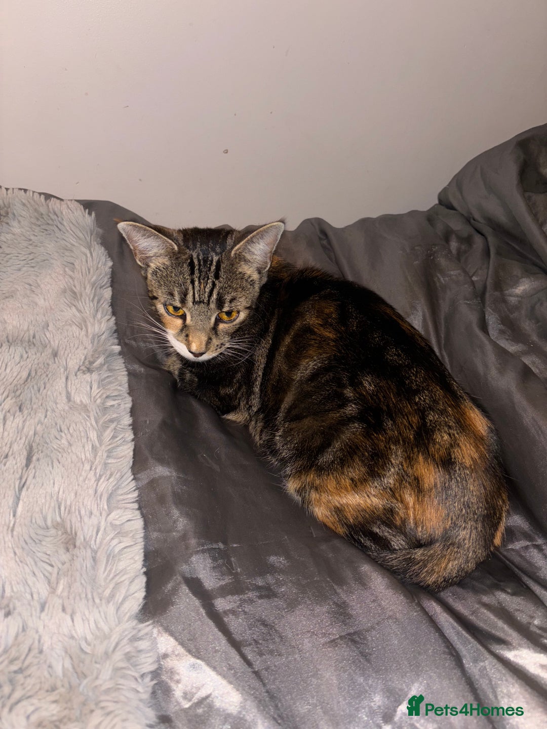 Mixed Breed cats for sale: Beautiful Black Female Kitten - Advert 3