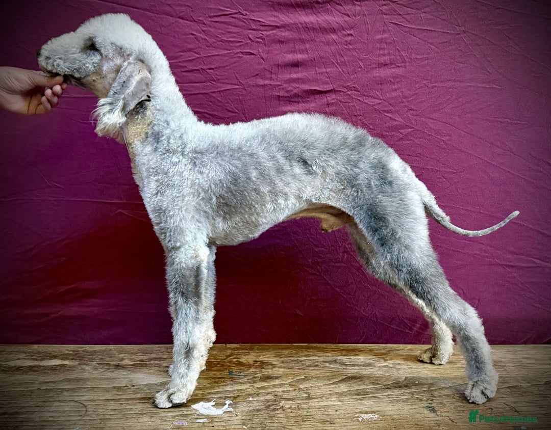 Bedlington Terrier dogs for stud: KC registered CT tested bedlington - Image 5