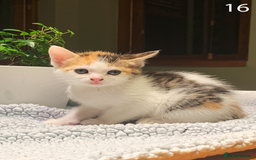 Mixed Breed cats for sale: KITTENS! Batch of cuties for sale in Basinsgtoke - Image 24