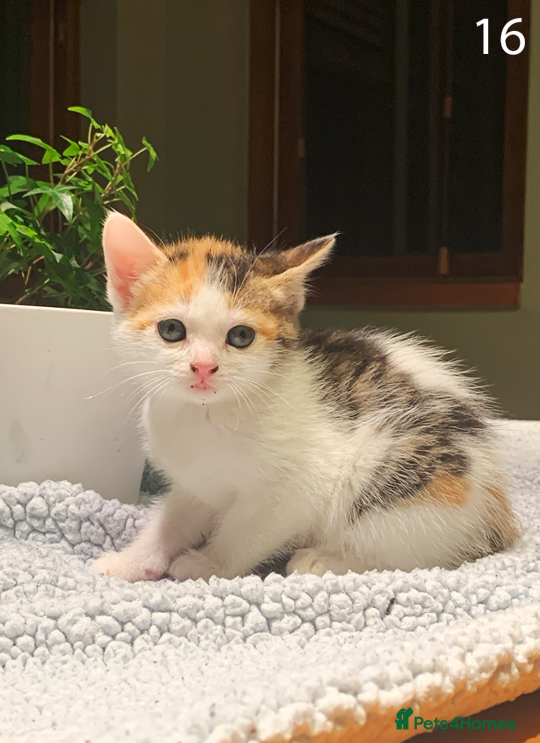 Mixed Breed cats for sale: KITTENS! Batch of cuties for sale in Basinsgtoke - Image 24