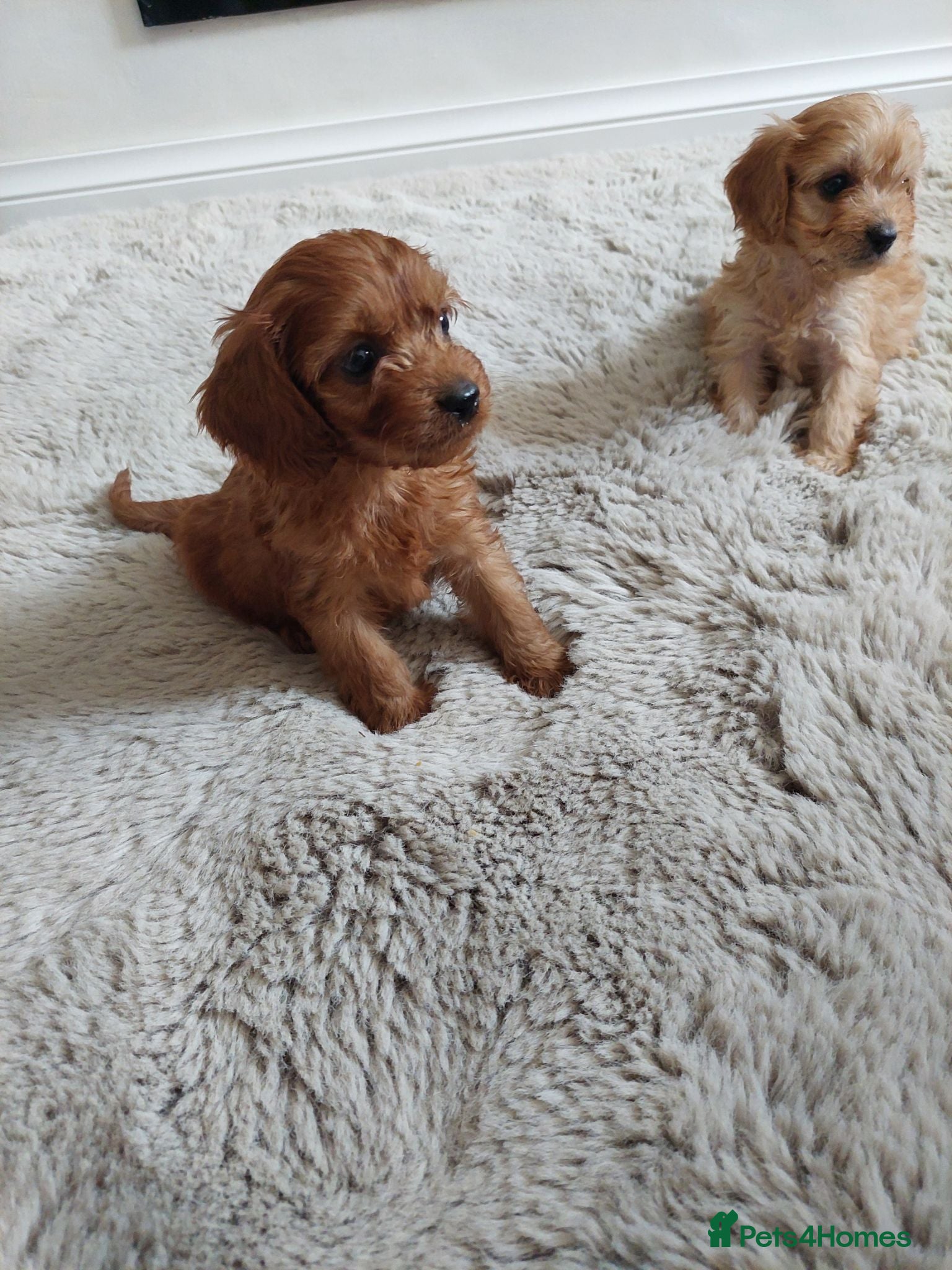 Cavapoo dogs Cavapoo puppies - Advert 7