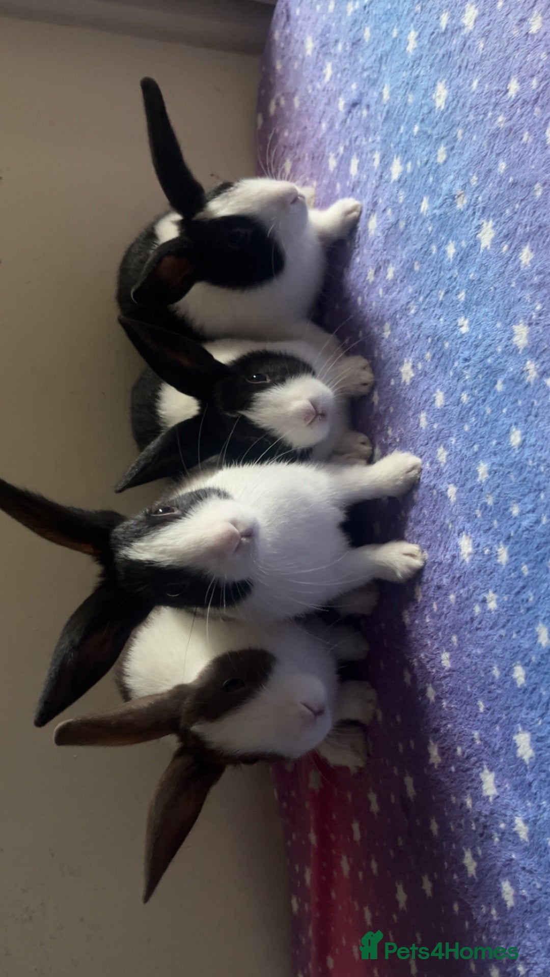 Dutch rabbits for sale: ‼️4 pure bred Dutches ready soon‼️ - Advert 2