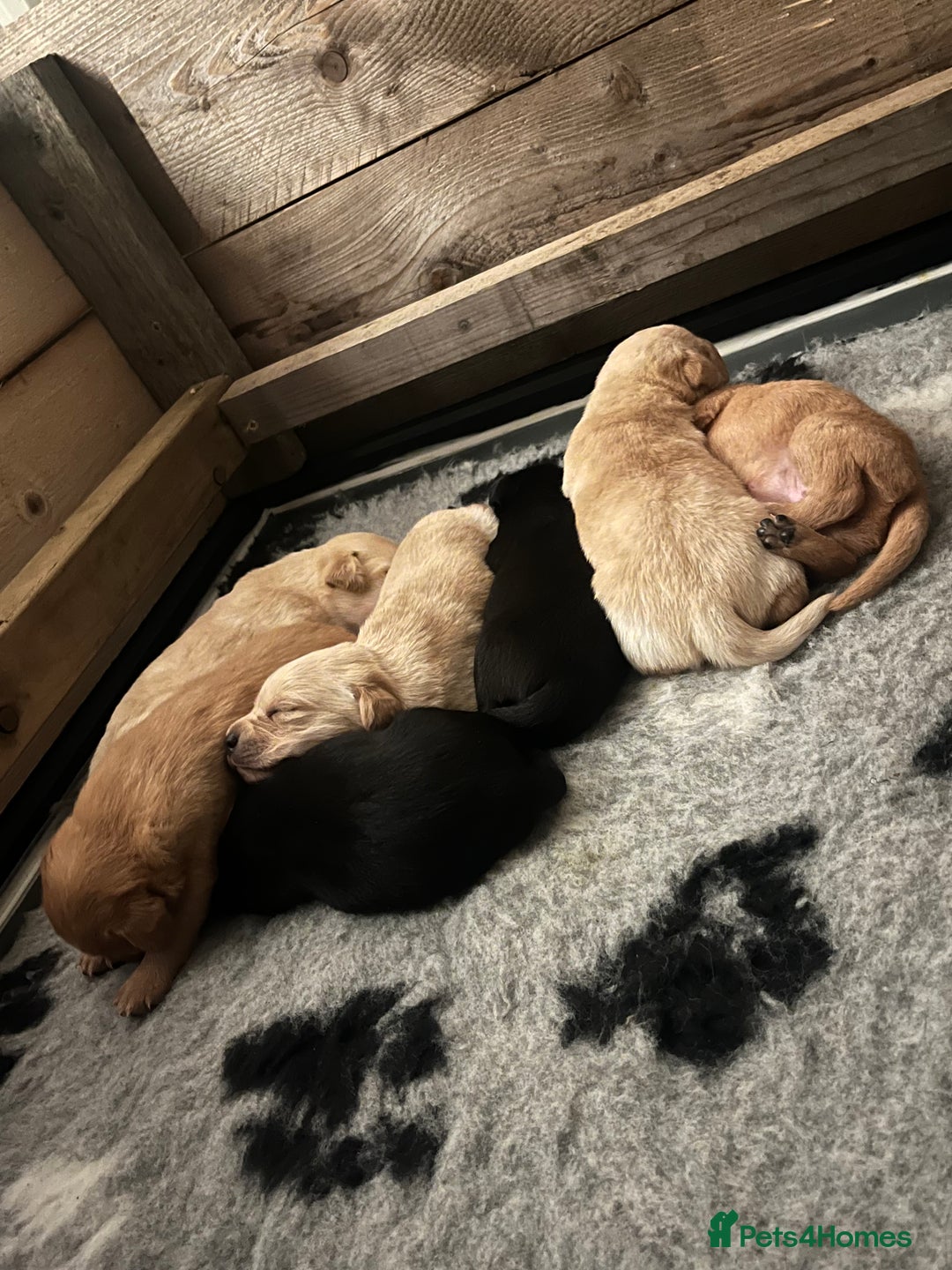 Labrador Retriever dogs for sale: Labrador Puppies - Advert 18