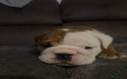 English Bulldog dogs for sale: 2 Beautiful Red & White English Bulldogs - Image 18