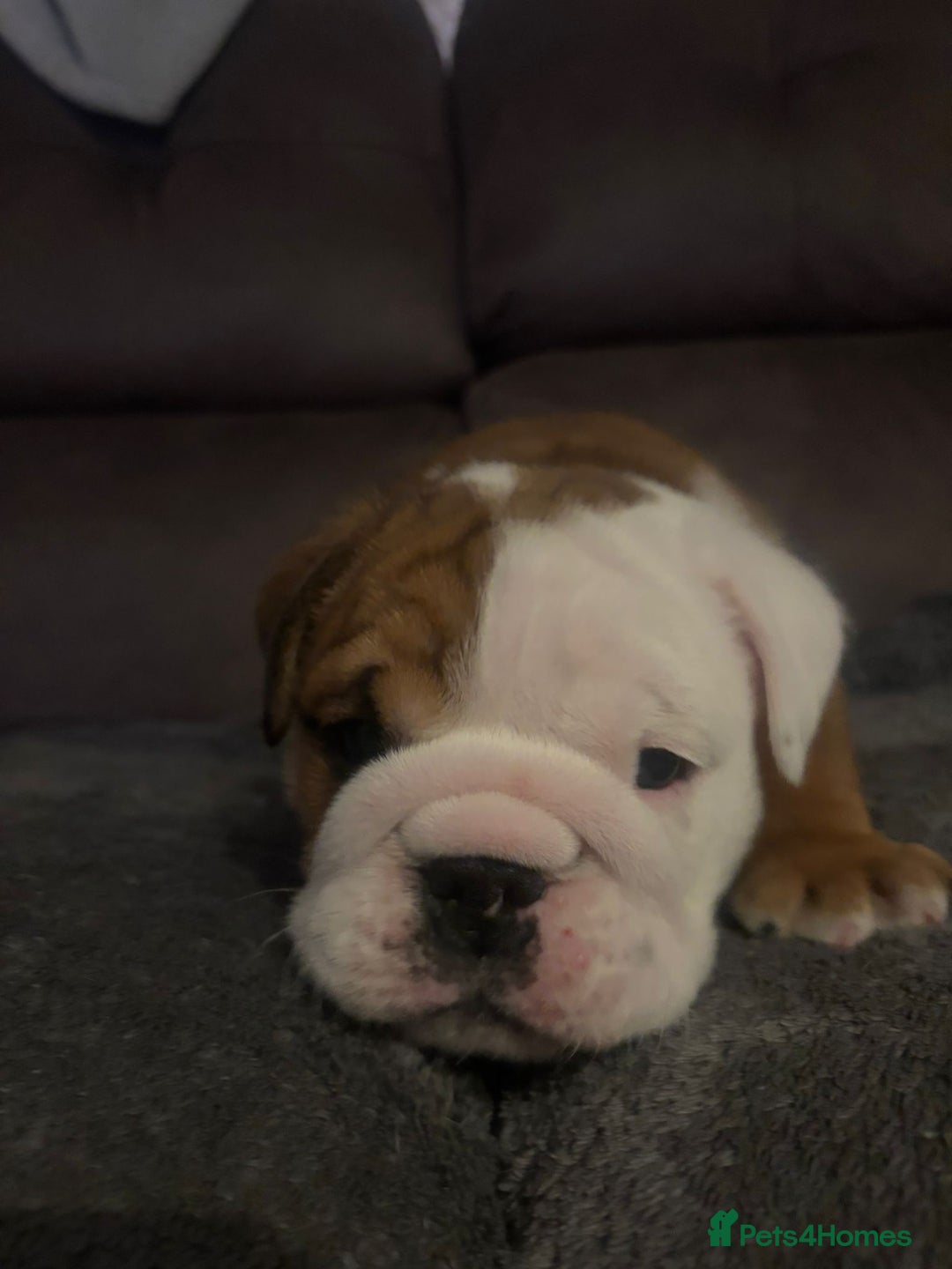 English Bulldog dogs for sale: 2 Beautiful Red & White English Bulldogs - Image 18