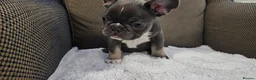 French Bulldog dogs for sale: French bulldog boy - Advert 2
