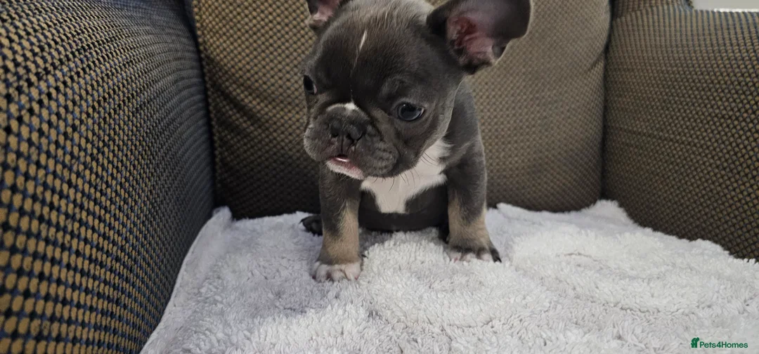 French Bulldog dogs for sale: French bulldog boy - Advert 2