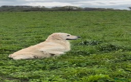 Golden Retriever dogs for stud: Fully health tested therapy dog  - Image 21