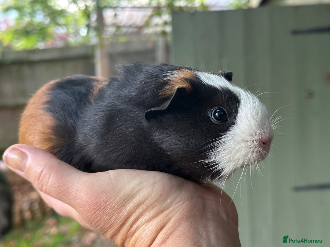 Guinea Pig rodents for sale: A lovely pair guinea pigs - Image 2
