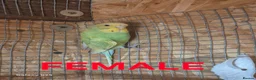 Budgerigars birds for sale: Budgies for sale :)  - Advert 3