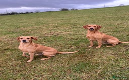 Labrador Retriever dogs for stud: Fox red Labrador for stud  - Image 2