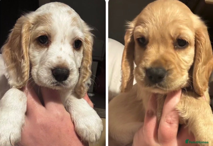 Cocker Spaniel dogs Cocker spaniel puppies only 2 girls left  - Advert 6