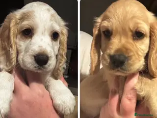 Cocker Spaniel dogs Cocker spaniel puppies only 2 girls left - Advert 6