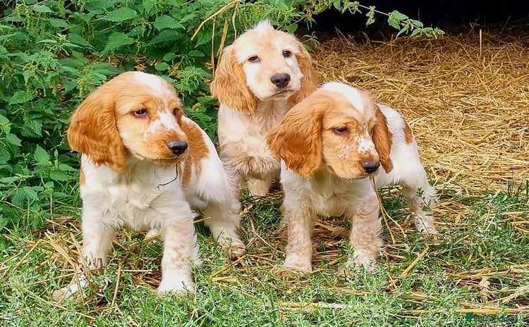 Cocker Spaniel dogs - Advert 2