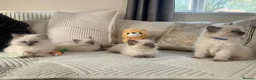 Ragdoll cats for sale: Stunning Bluepoint Ragdoll Kittens for sale - Advert 14