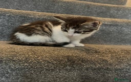Mixed Breed cats for sale: 3 adorable little kittens ready for forever homes - Image 4