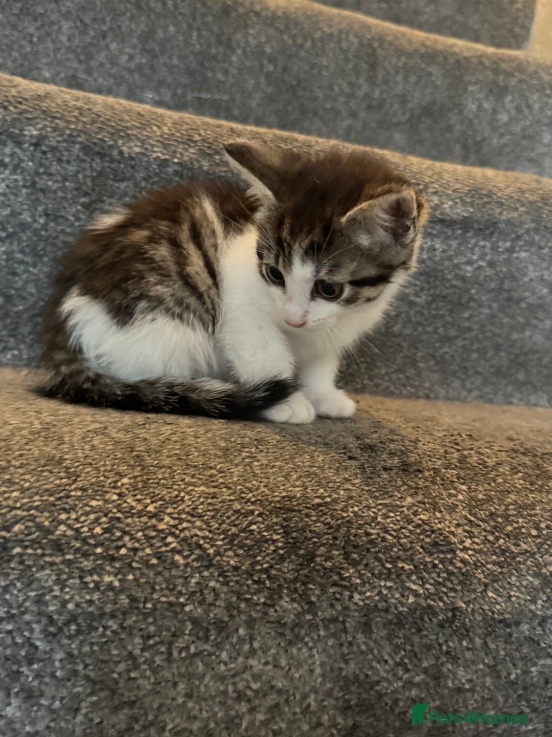Mixed Breed cats for sale: 3 adorable little kittens ready for forever homes - Image 4