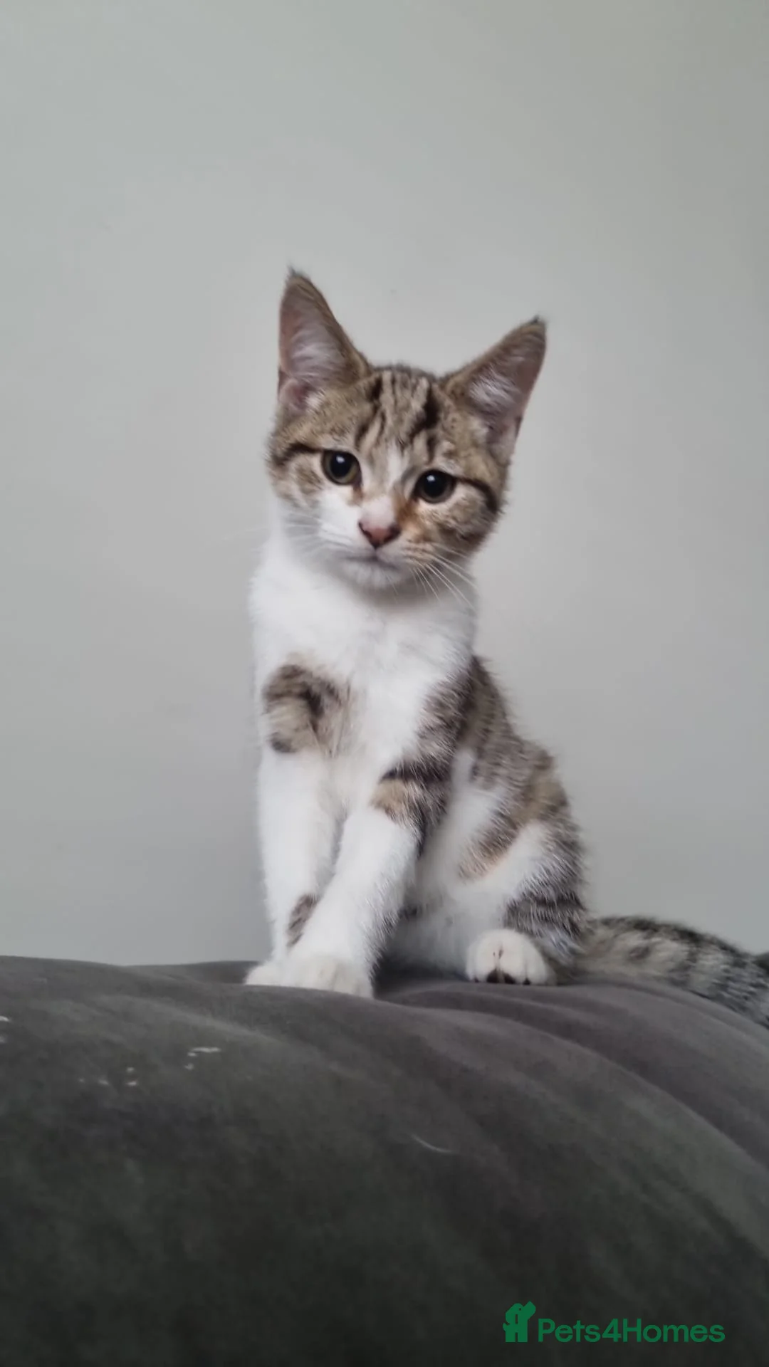 Mixed Breed cats for sale: White and Tabby kitten - Advert 2
