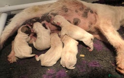Parson Russell dogs for sale: KC health tested parson Russell terriers  - Image 5