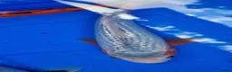 Koi Carp fish for sale: Small Medium & Large Koi Pond Fish in Chorley Carp - Advert 7