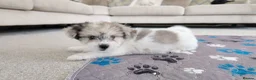 Mixed Breed dogs for sale: Beautiful Shorkie-Poo / Pom-Poo Puppies - Advert 14