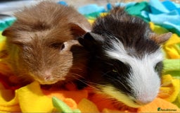 Guinea Pig rodents for sale: Beautiful Boar Pair (price for the pair) - Image 1