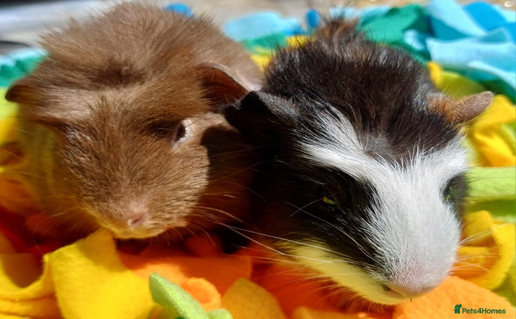 Guinea Pig rodents - Advert 3